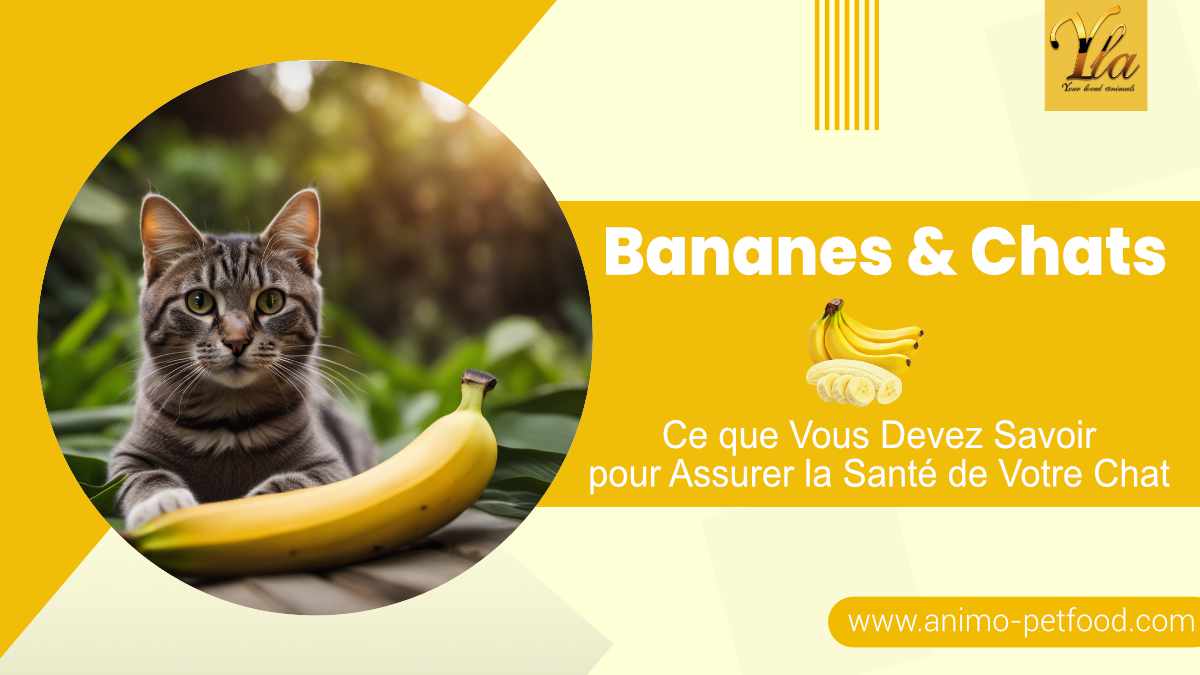 bananes-et-chats